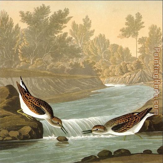 predators painting - John James Audubon predators art painting